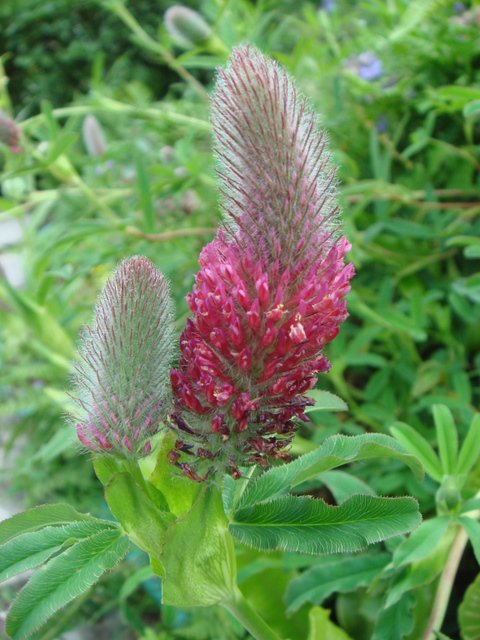 Trifolium rubens fleur